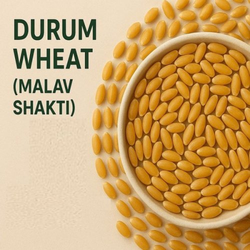 Durum Wheat