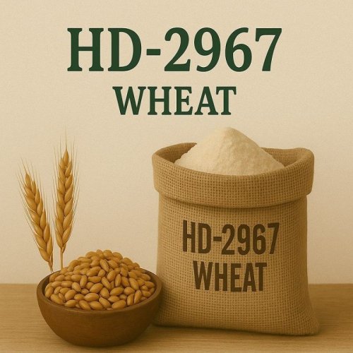HD 2967 Wheat