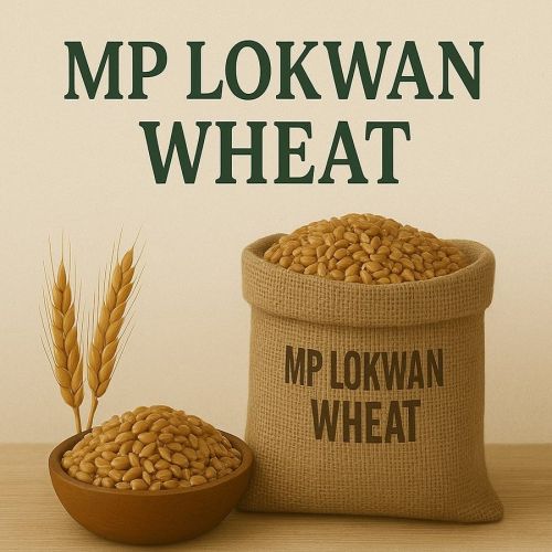 MP Lokwan Wheat