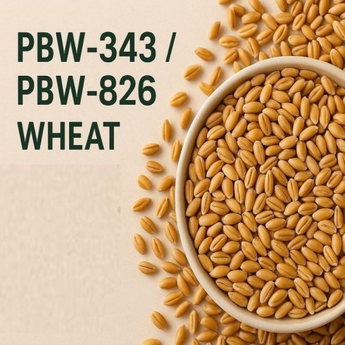 PBW 343 & 826 Wheat