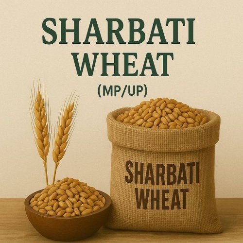 Sharbati Wheat