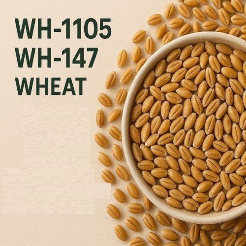 WH 1105 & 147 Wheat