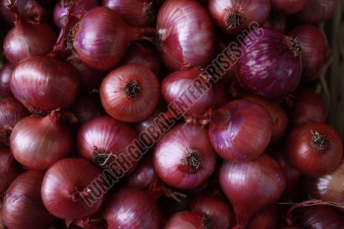 Fresh Red Onion