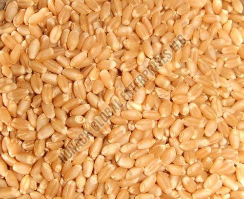 Wheat Seeds
