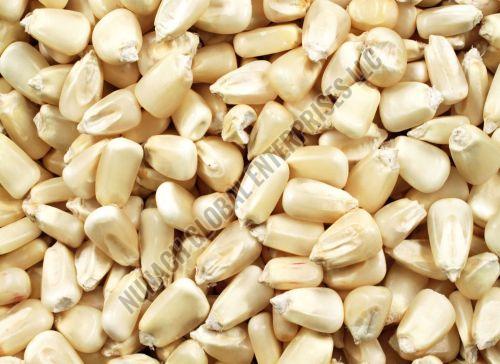 White Corn Seeds