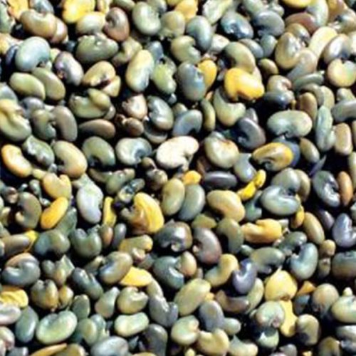 Clean Sun Hemp Seeds