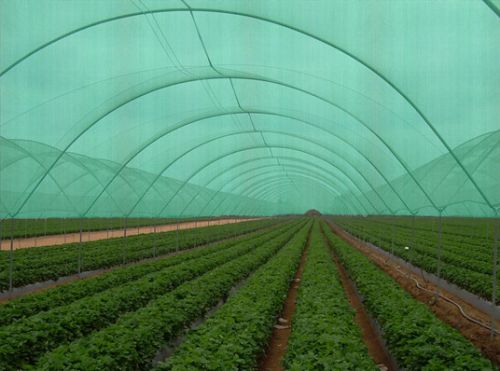 Shade Net