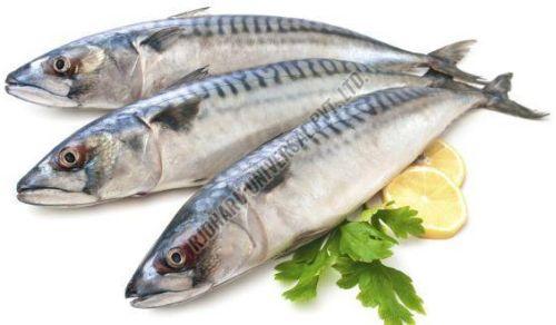 Fresh King Fish