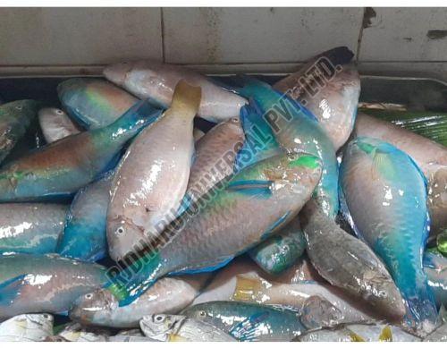 Frozen Parrot Fish