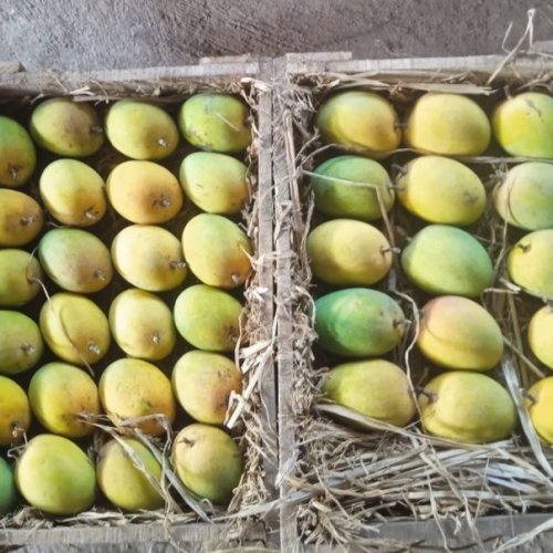 Natural Ratnagiri Hapus Mango