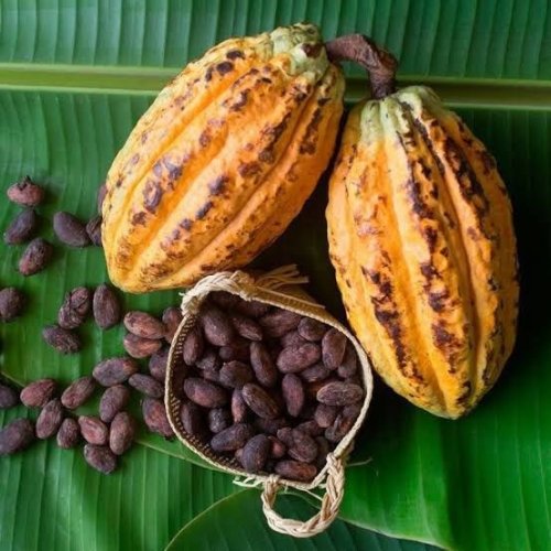 Brown Cocoa Beans