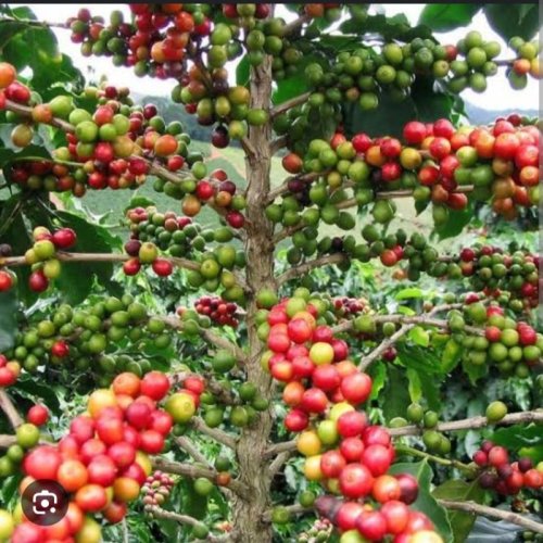 Green Arabica Coffee Beans