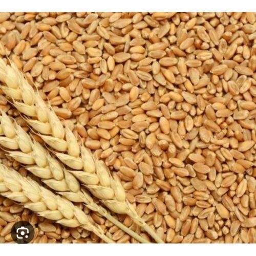 Wheat Grains