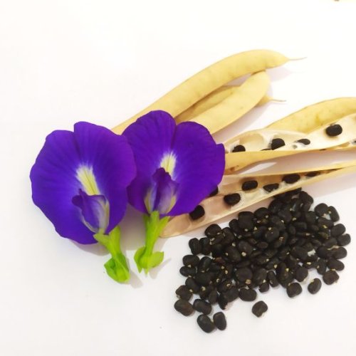 Butterfly Pea Flower Seed