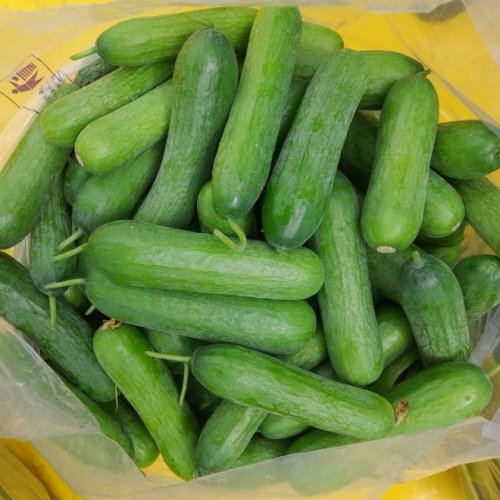 Organic English Cucumber
