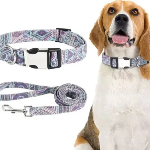 Elegant Little Tail Dog Collar