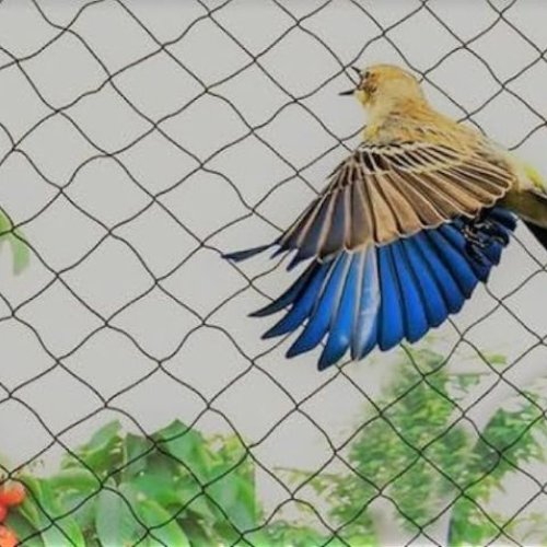 HDPE Anti Bird Net