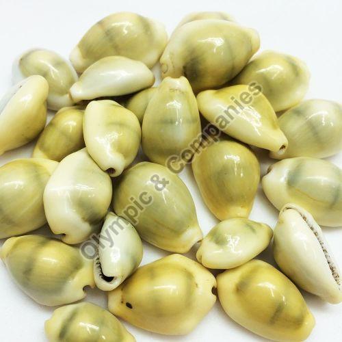Natural Yellow Cowrie Shell