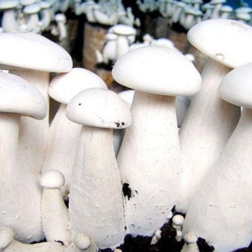 Fresh White Milky Mushroom