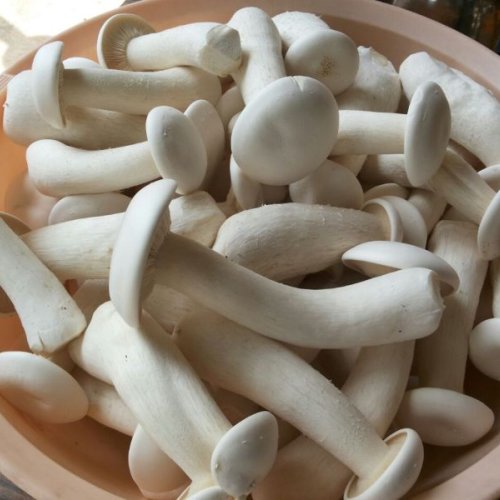 Organic Milky Mushroom