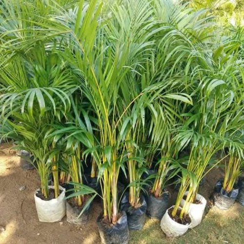 Areca Palm Plant