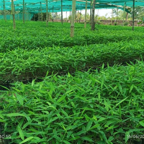 Tulda Bamboo Plant