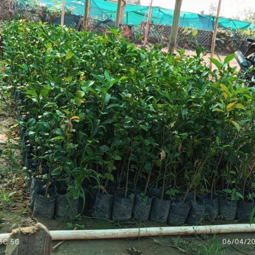 Orange Plant