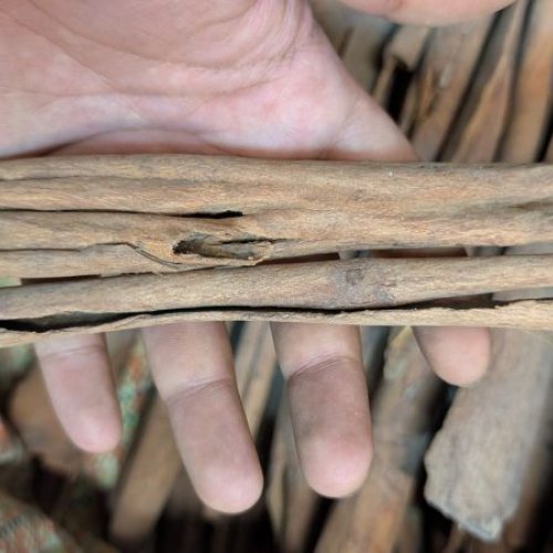 Dried Cinnamon Sticks