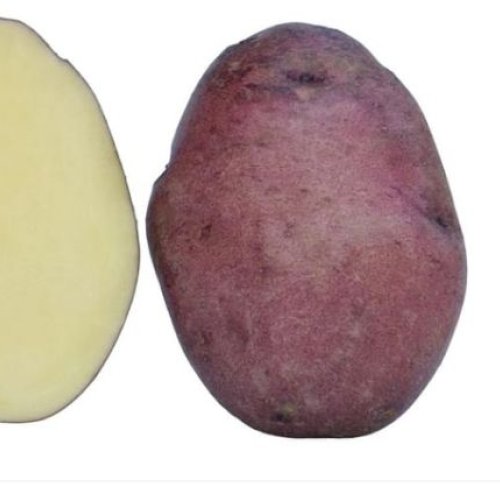 Fresh Brown Potato