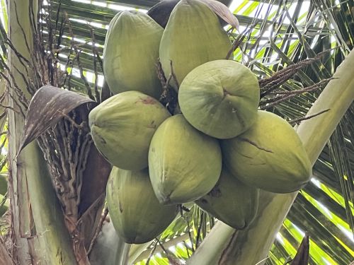 Green Tender Coconut