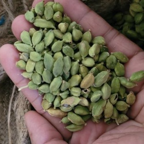 8mm Plus Green Cardamom