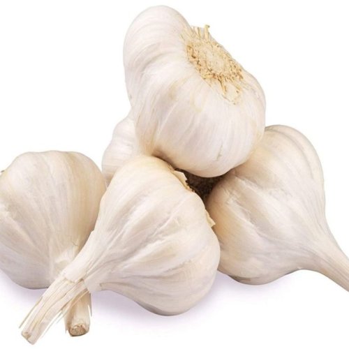 Organic Garlic