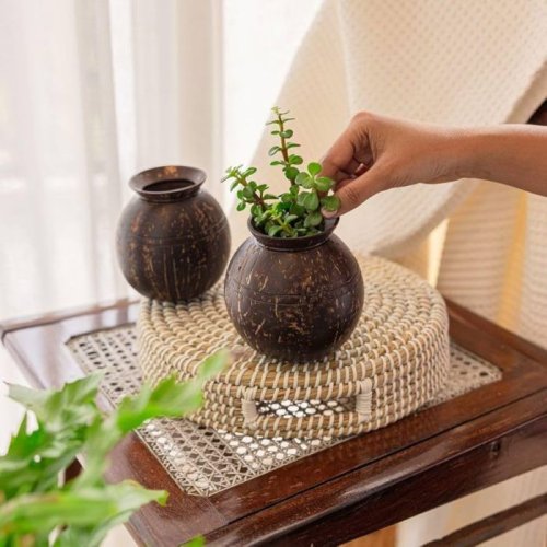 Coconut Shell Flower Pots
