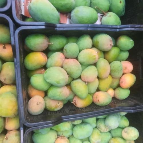 Fresh Hapus Mango