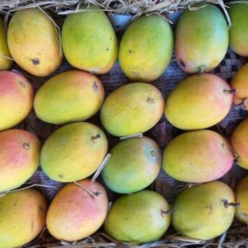 Fresh Payari Mango