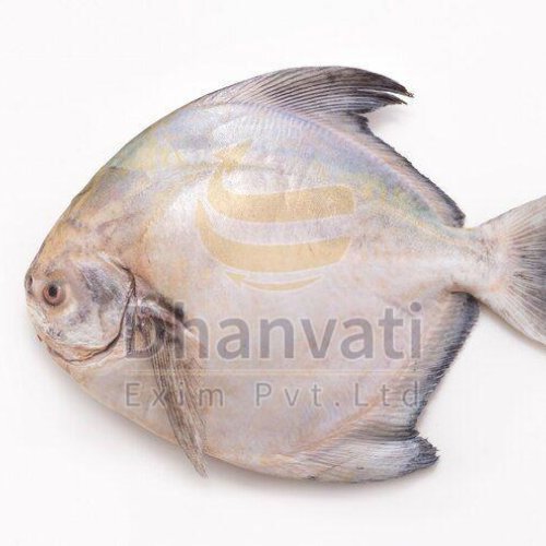 Fresh Pomfret Fish