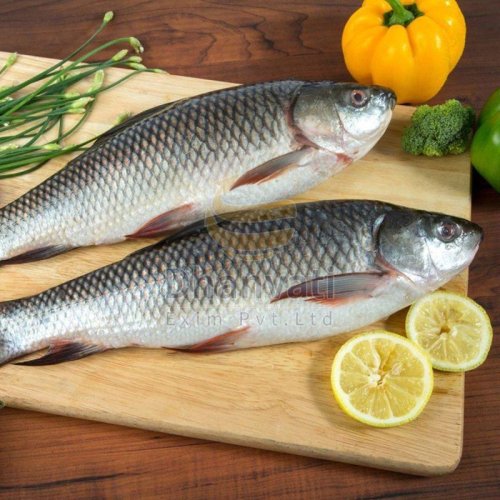 Fresh Rohu Fish