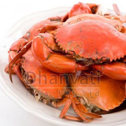 Fresh Sea Crab