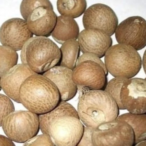 A Grade Whole Dried Areca Nut