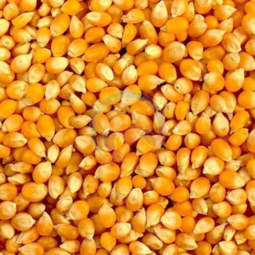 Yellow Corn Seeds
