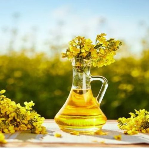 Cold Pressed Rapeseed Edible Oil