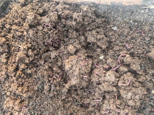 Organic Cow Dung Vermicompost