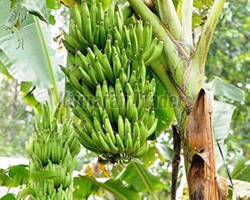 Organic Green Nendram Banana