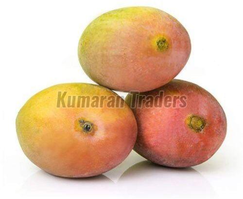 Organic Sindhura Mango