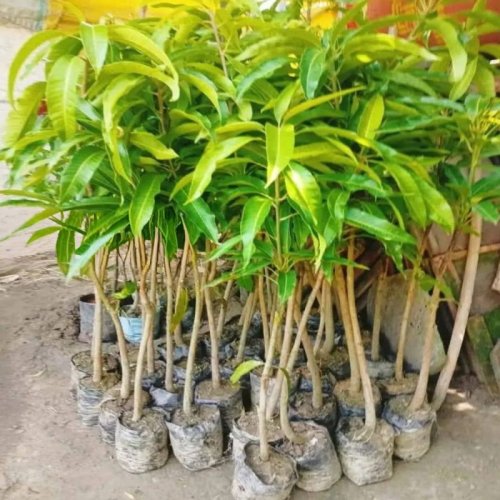 Amrapali Mango Plants