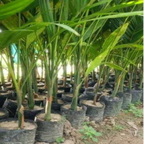 Areca Nut Plants