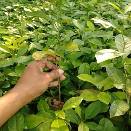 Kazi Lemon Plants