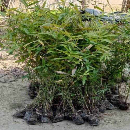 Balcooa Bamboo Plants