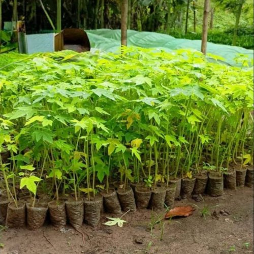 Papaya Plants