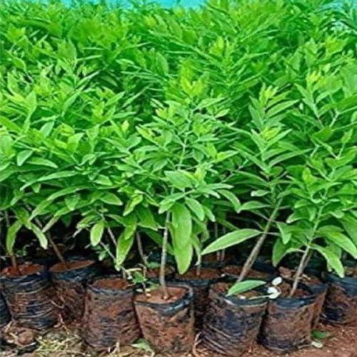 White Chandan Plants